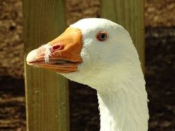 white goose on farm yard close up