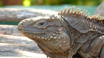 Lizard Iguana Reptile