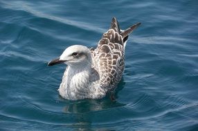 a seagull swims in the water