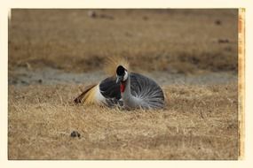 grey crowned crane in the Serengeti national park