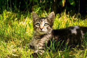 unique Kitten Animals