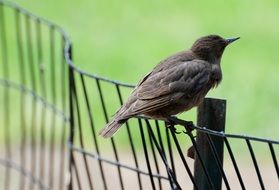 bird sits on a metal fence