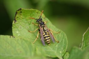 Wasp insect on green grass close up