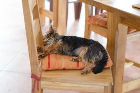 the dog is sleeping in the chair