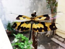 tiger dragonfly with open wings