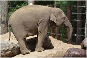 Cute Elephant in safari