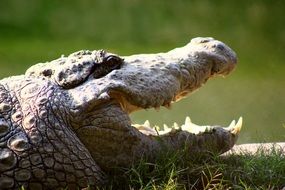 huge jaws of a crocodile