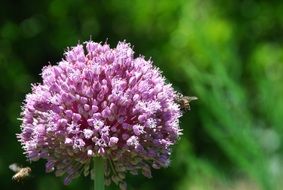 insect on a purple garden flower