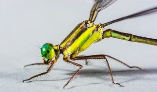 macro picture of beautiful and cute Dragonfly Insect