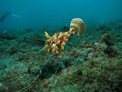 beautiful and cute Filefish