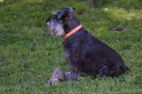 Schnauzer dog on the meadow