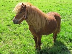 cute brown Pony on green lawn