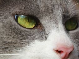 face of a cat with green eyes