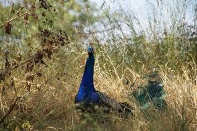 Blue Peacock In The Grass