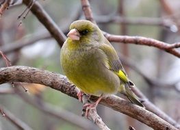 yellow bird on a branch in spring