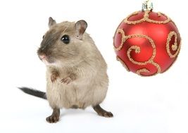 Cute domestic mouse and red Christmas ball at white background
