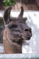 lama's head over the fence