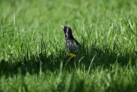 starling among green grass