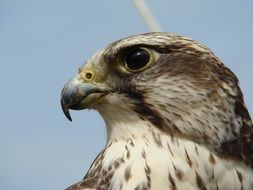 Portrait of the falcon
