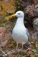 White and grey Seagull bird