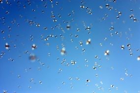 picture of the insects in air