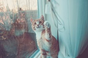 cute lovely orange Cat
