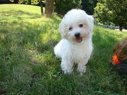 white fluffy dog on the lawn in the shadow