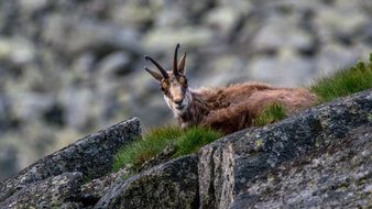 chamois lying on rock looking straight in wild