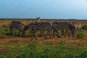 herd of zebras on a pasture in Africa