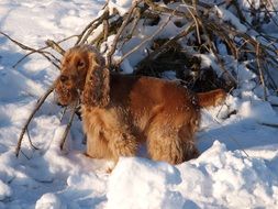 Spaniel on snow