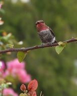 hummingbird in the spring garden