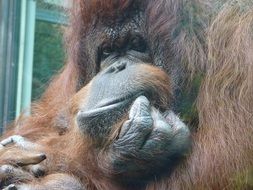 Orangutan holding hand at mouth
