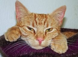 tired red domestic cat