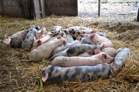 cute lovely Pig Farm