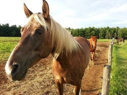 a horse with a golden mane