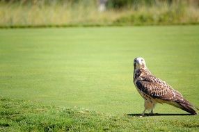 Hawk on green lawn