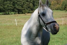 white horse in the shade of trees