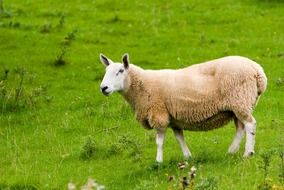 Sheep staying on green pasture