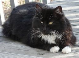 black and white cat is lying on the terrace