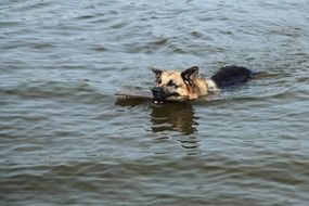 a dog swimming with a stick in his teeth