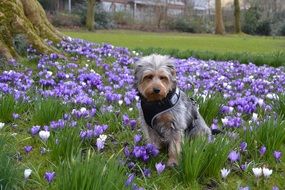 dog in a meadow with purple flowers