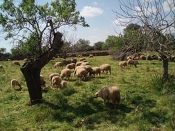 Idyll landscape with Sheep herd