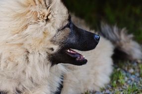 hairy domestic dog