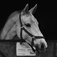 horse in a stable, black and white