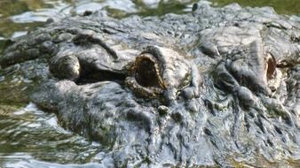 Crocodile head close up, detail