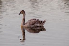 floating young swan
