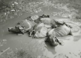 Black and white photo of the buffalos