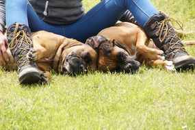 dogs boxers near the feet of the owner