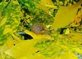 wondrous Snail