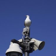 seagull sits on a street lamp